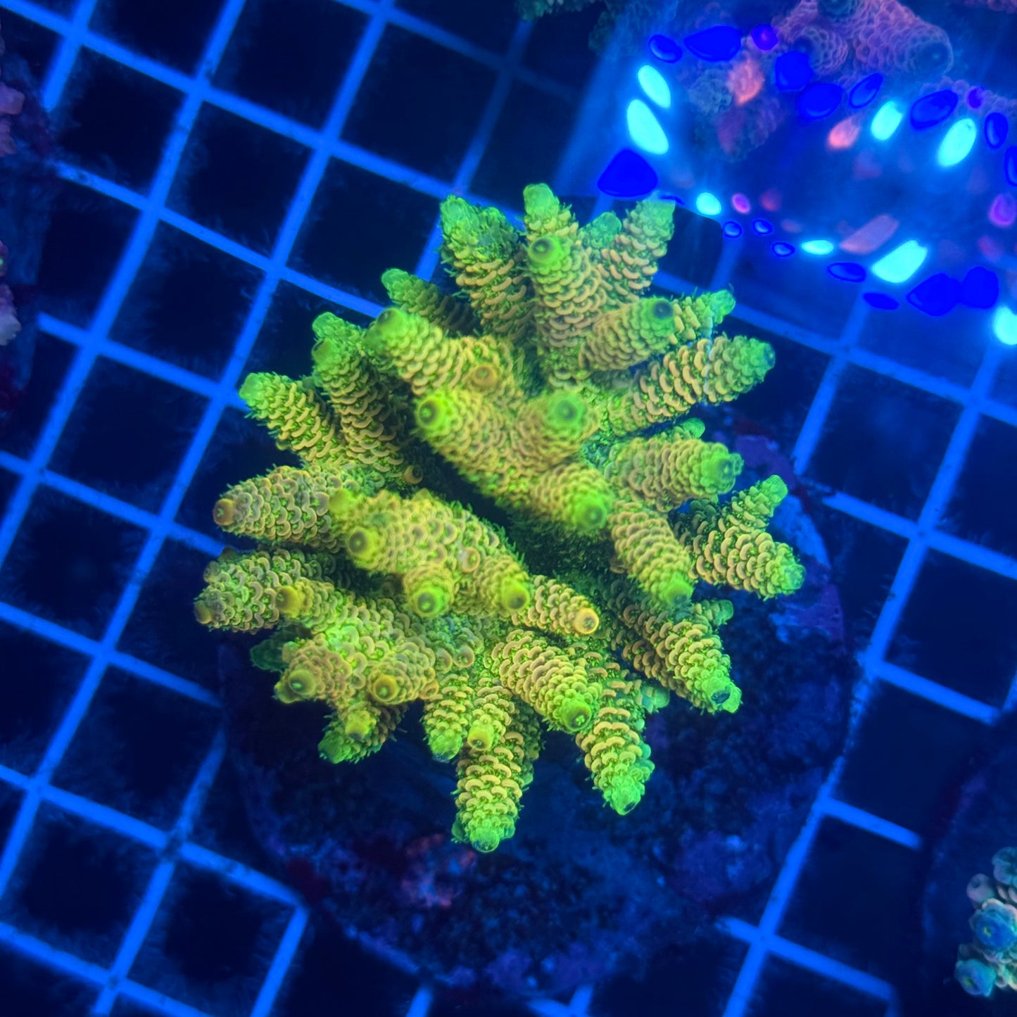 (WYSIWYG) Acropora Colony T2F4
