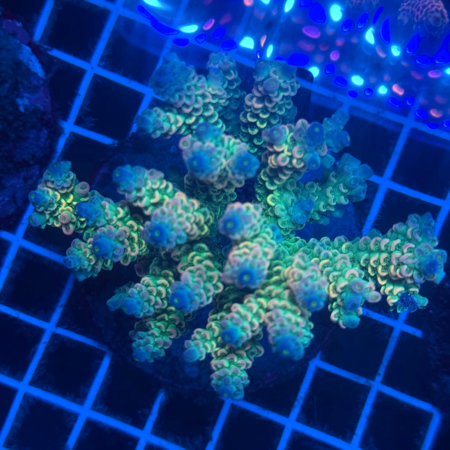 (WYSIWYG) Acropora Colony T2F5