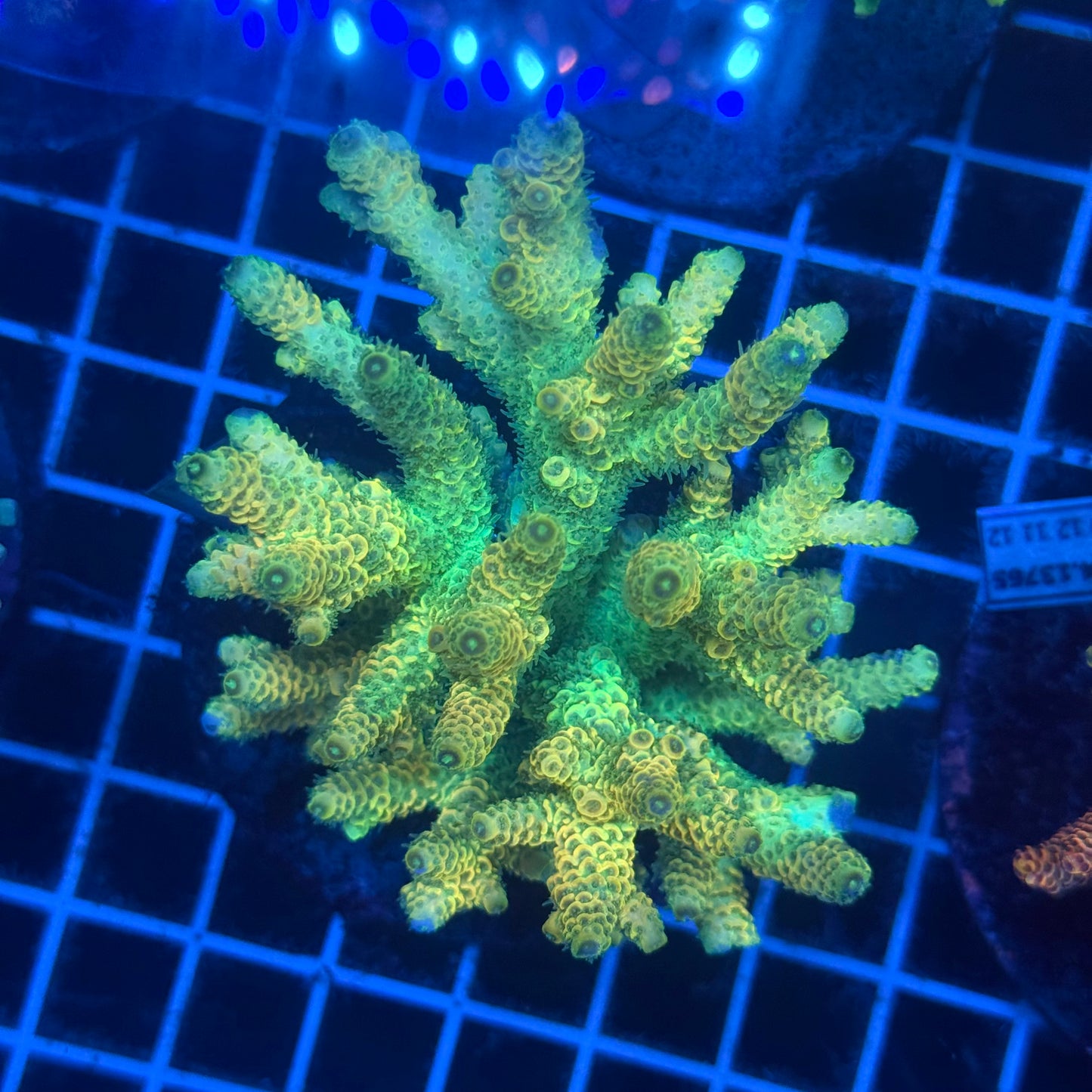 (WYSIWYG) Acropora Colony T2F6