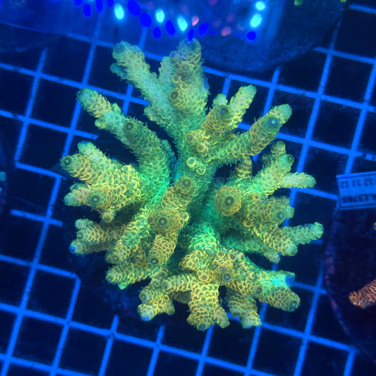 (WYSIWYG) Acropora Colony T2F6