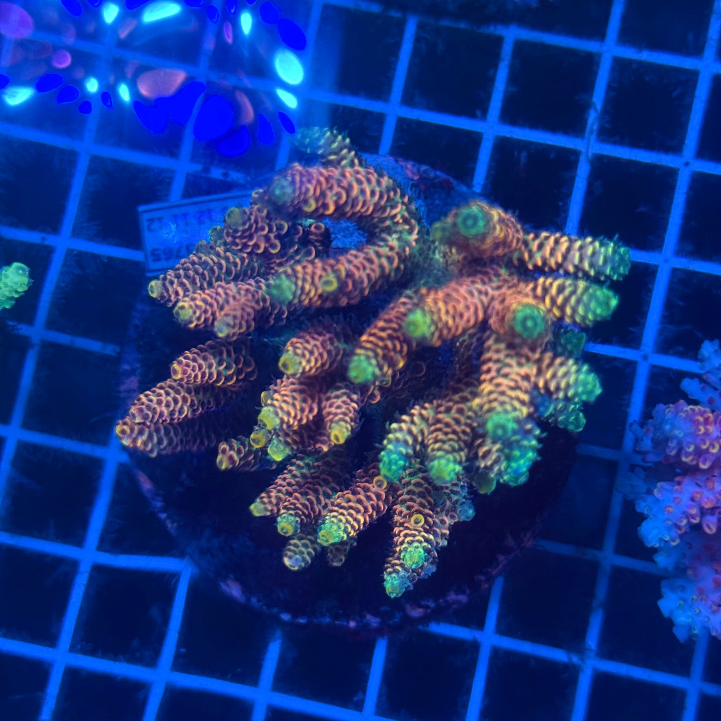 (WYSIWYG) Acropora Colony T2F7