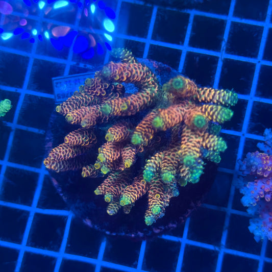 (WYSIWYG) Acropora Colony T2F7