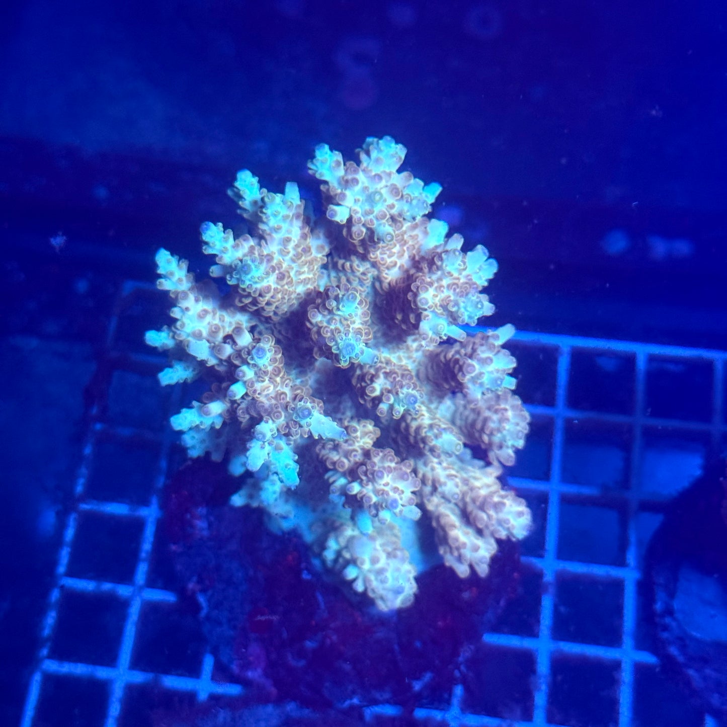 (WYSIWYG) Acropora Colony T3A1