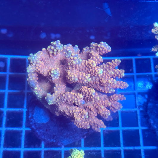 (WYSIWYG) Acropora Colony T3A2