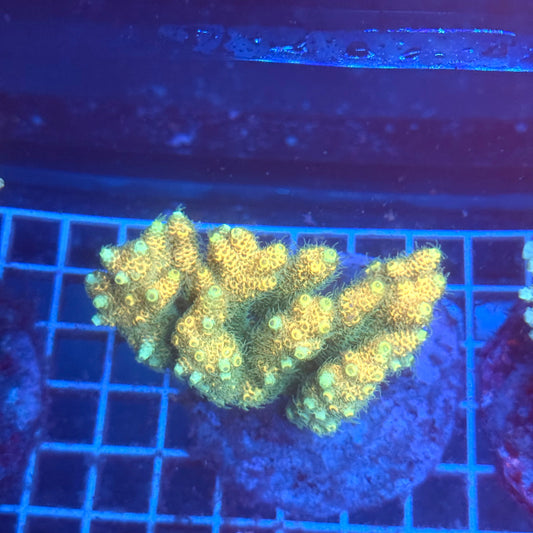 (WYSIWYG) Acropora Colony T3A4