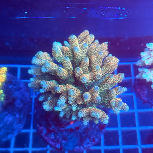 (WYSIWYG) Acropora Colony T3A5