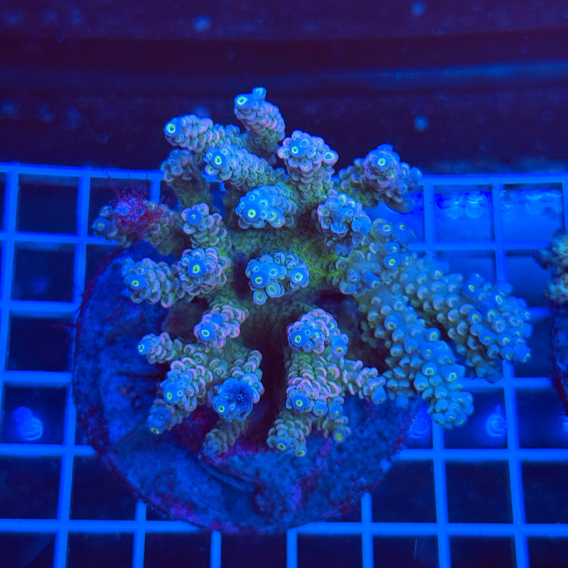 (WYSIWYG) Acro Colony T3A2