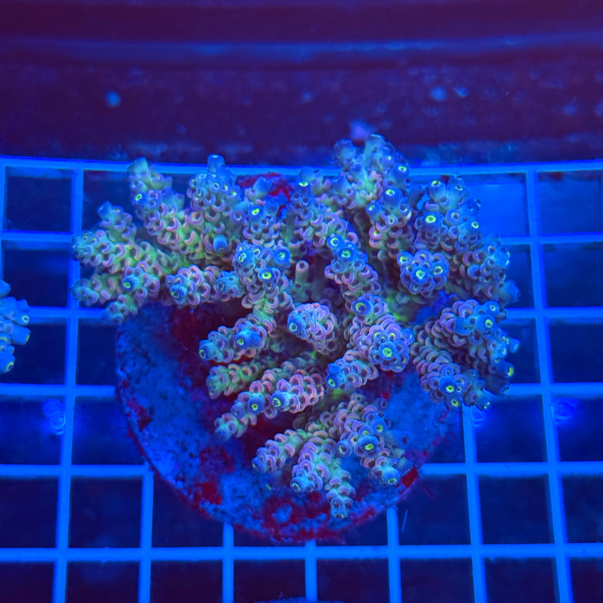 (WYSIWYG) Acro Colony T3A3