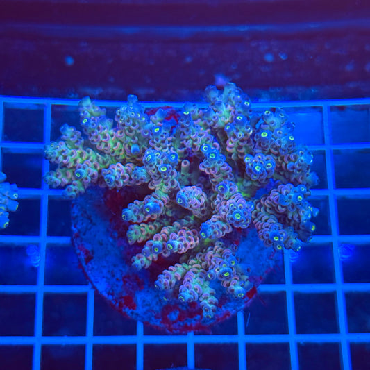 (WYSIWYG) Acro Colony T3A3