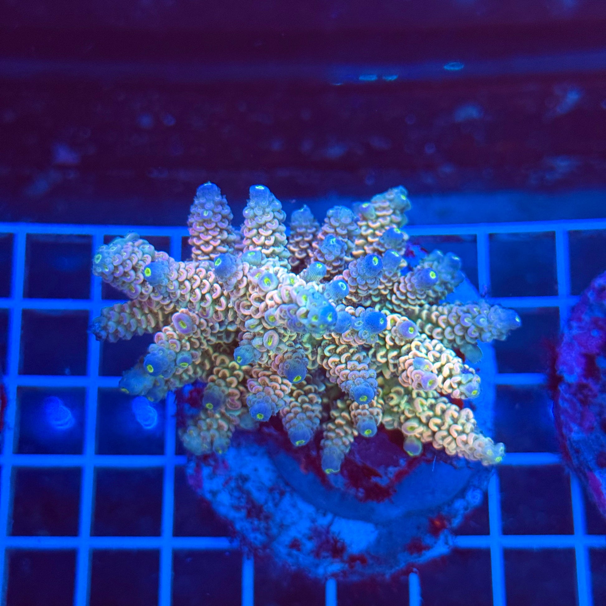 (WYSIWYG) Acro Colony T3A4