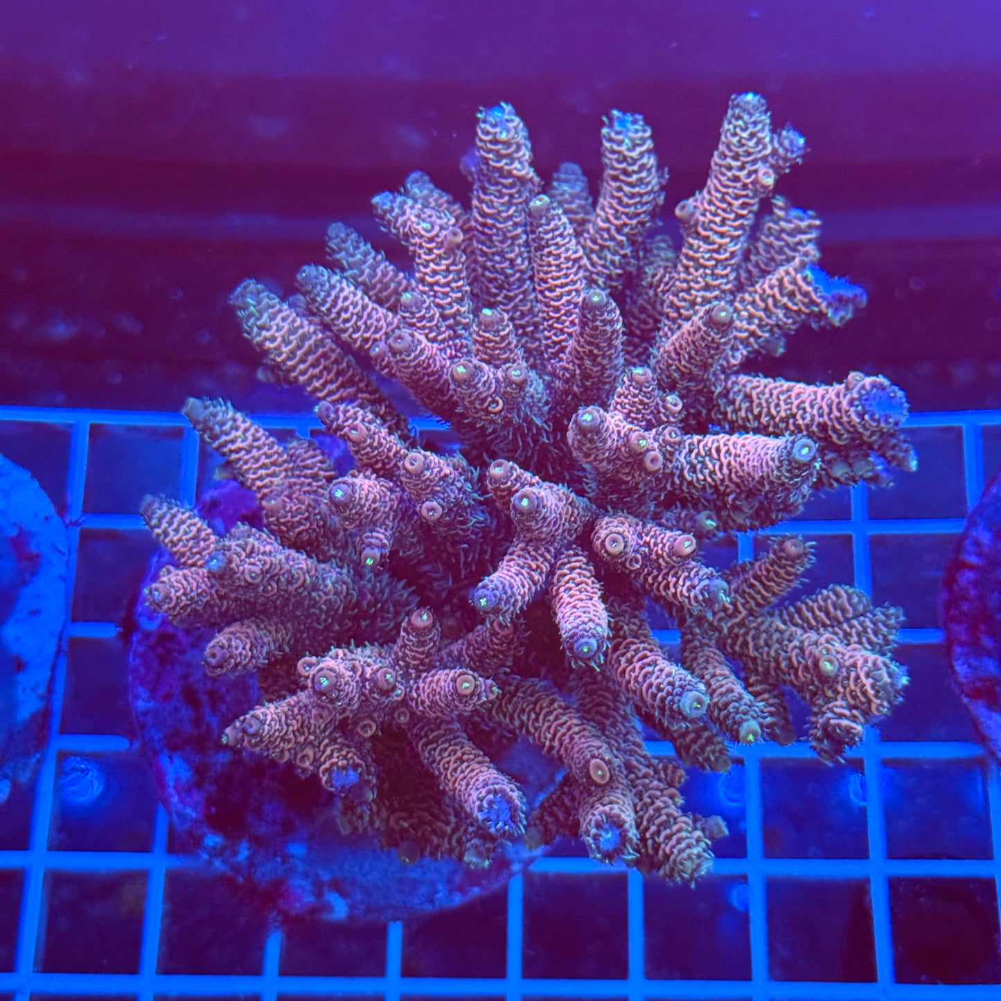 (WYSIWYG) Acro Colony T3A5