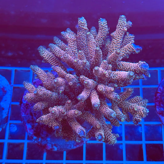 (WYSIWYG) Acro Colony T3A5