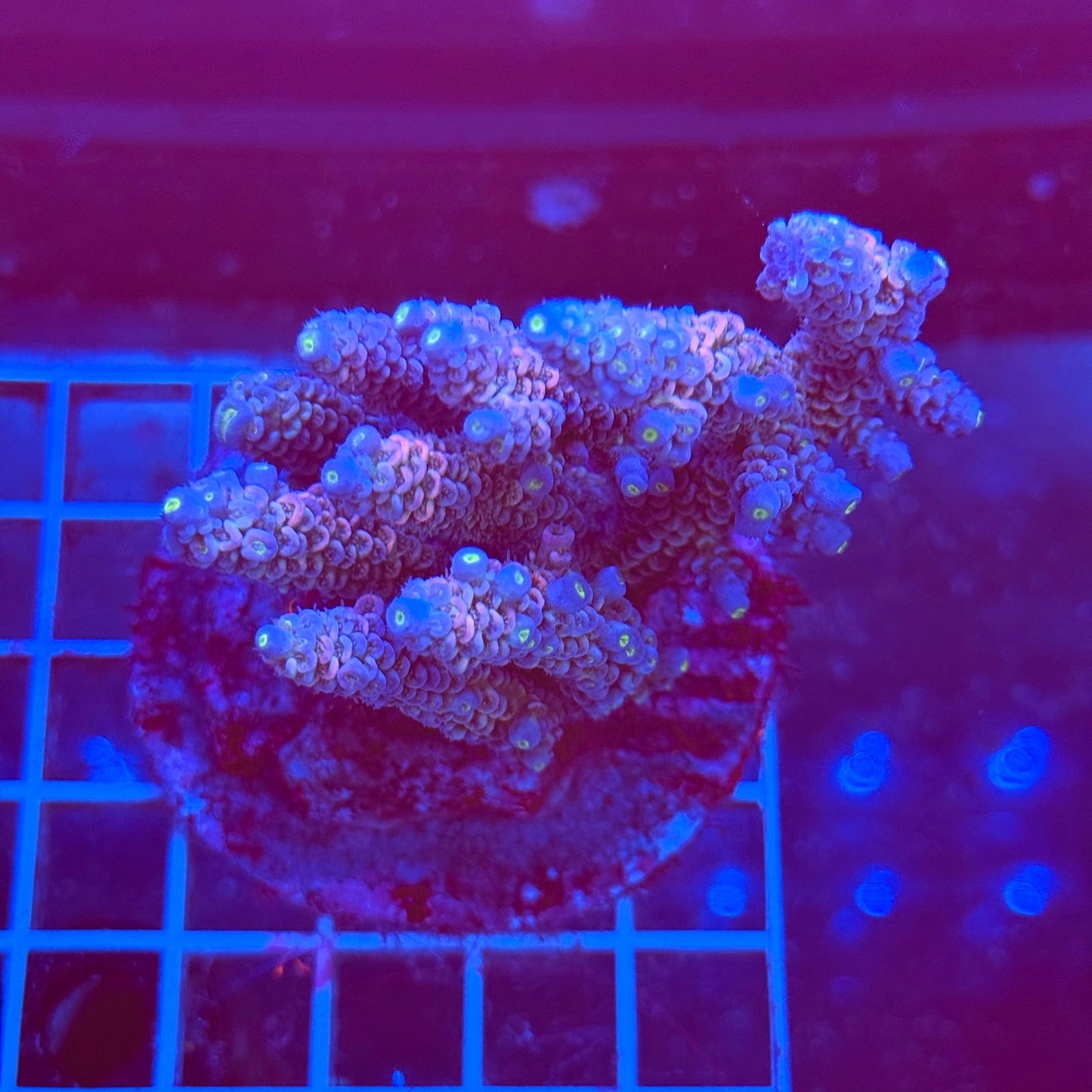(WYSIWYG) Acro Colony T3A6