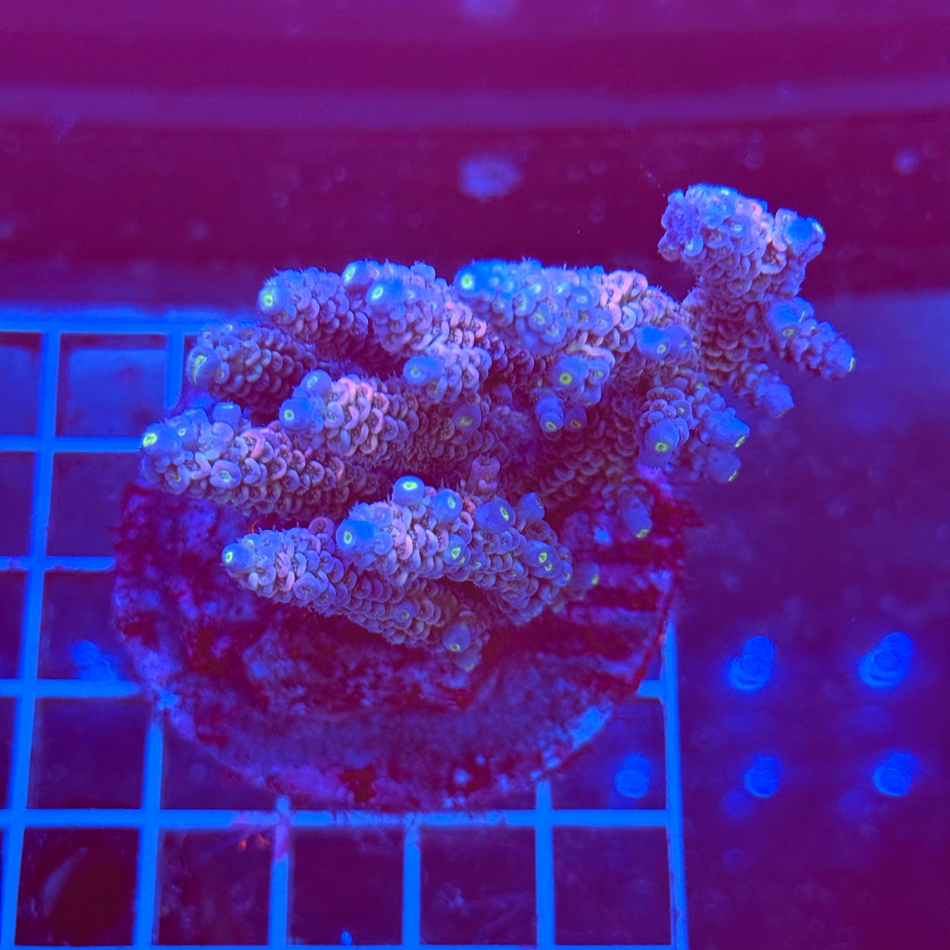 (WYSIWYG) Acro Colony T3A6
