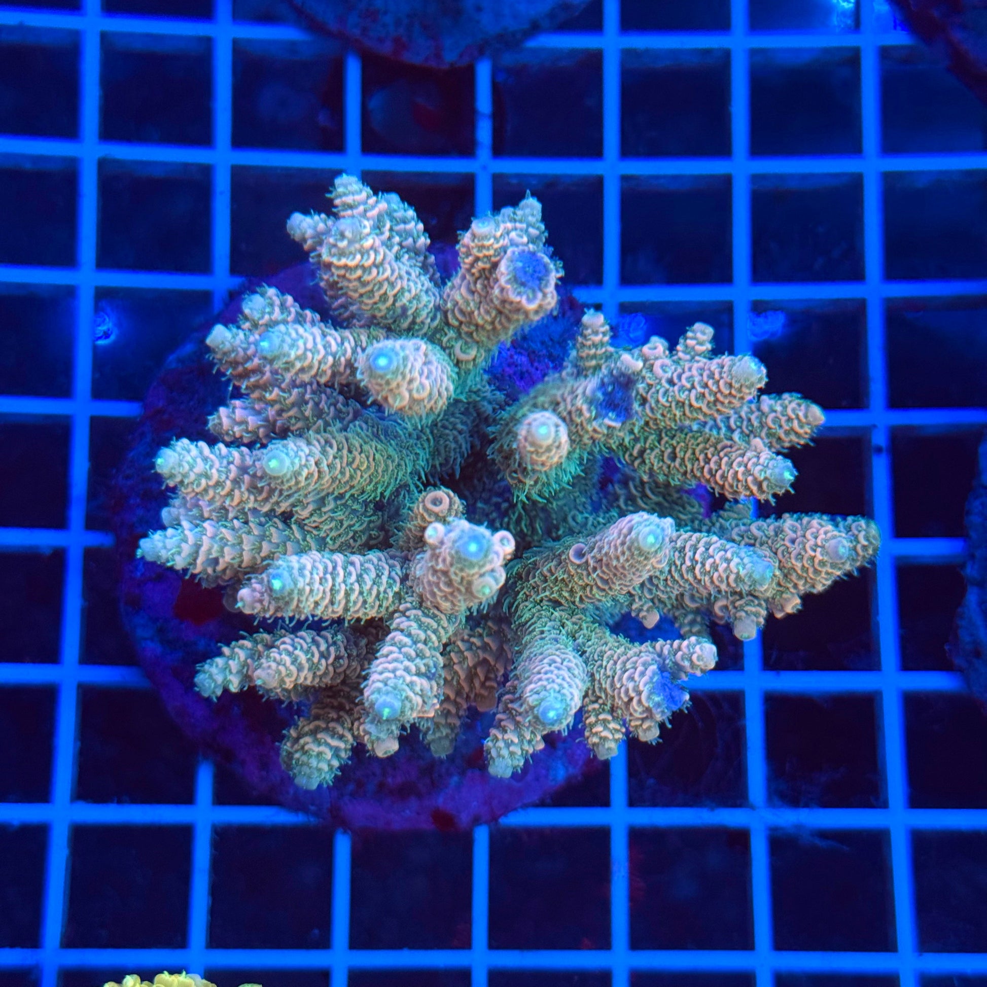 (WYSIWYG) Acro Colony T3B1