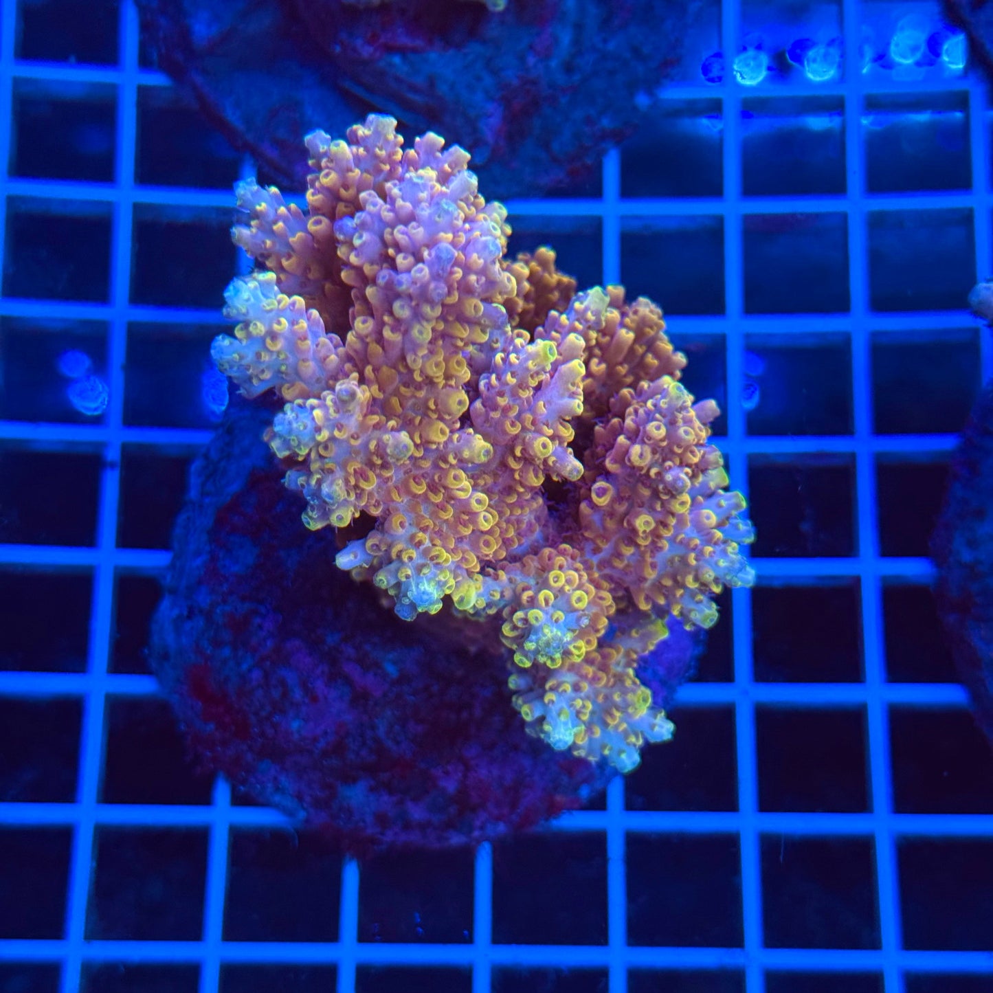 (WYSIWYG) Acro Colony T3B2