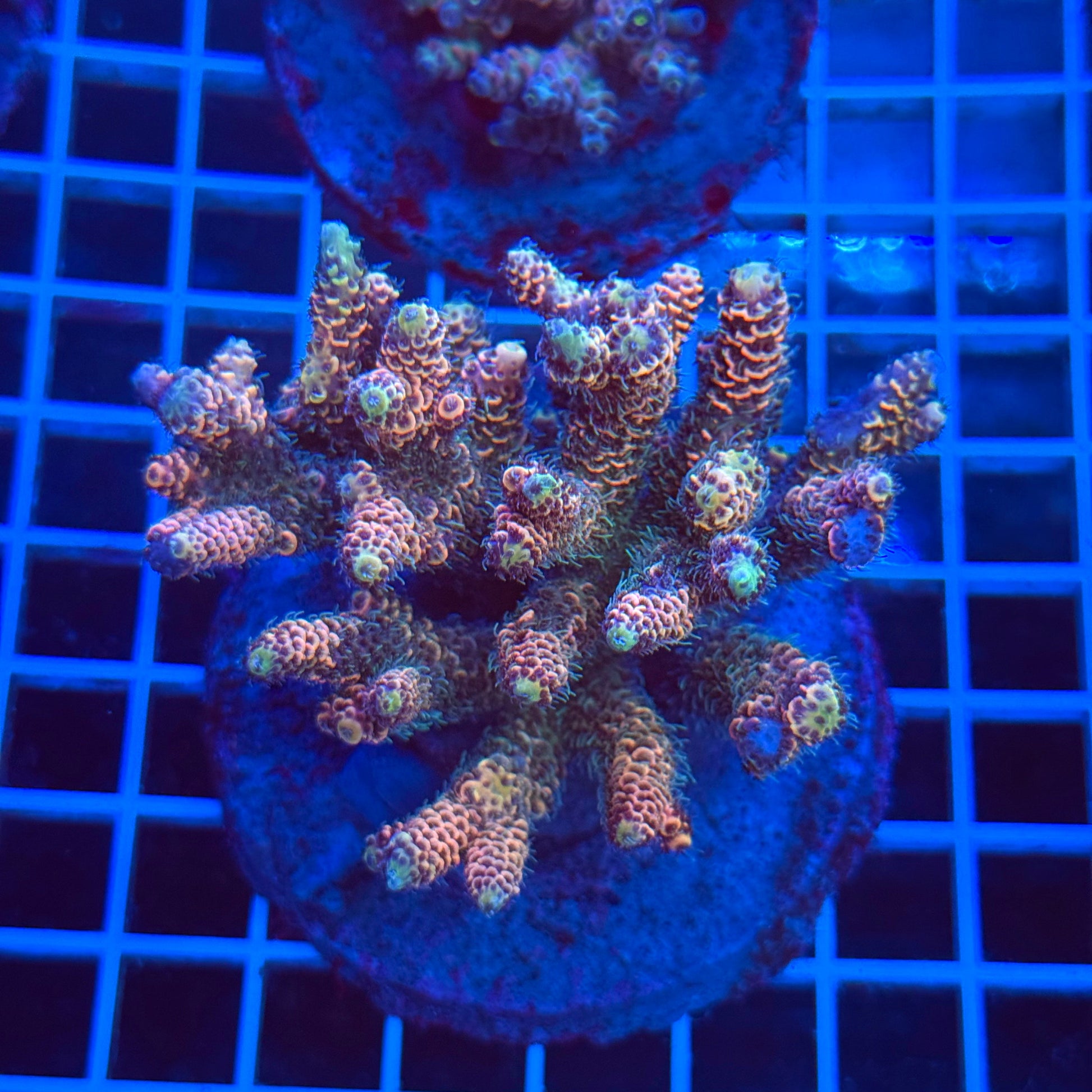(WYSIWYG) Acro Colony T3B3