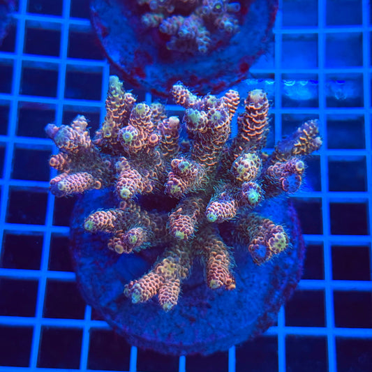 (WYSIWYG) Acro Colony T3B3