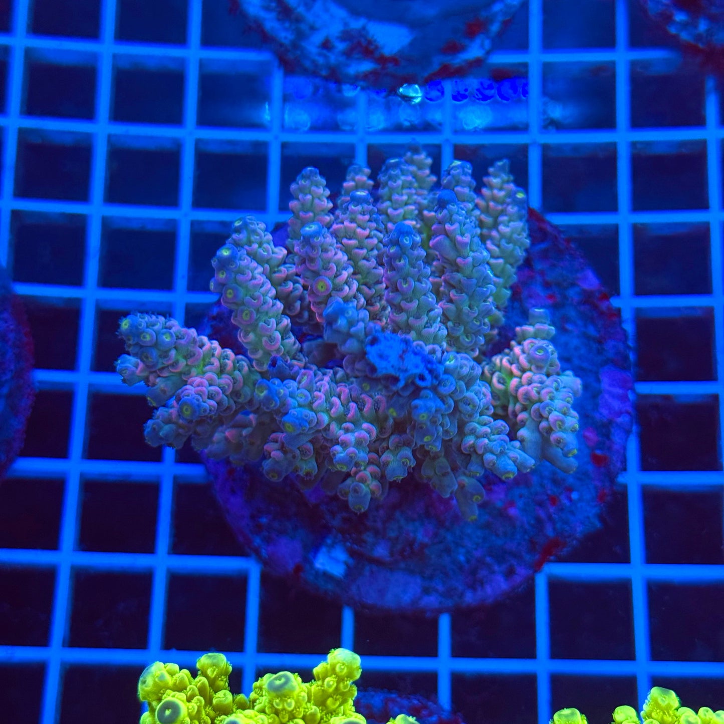 (WYSIWYG) Acro Colony T3B4