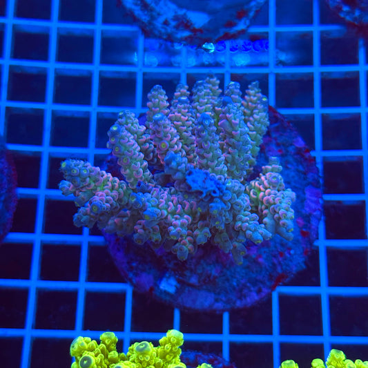 (WYSIWYG) Acro Colony T3B4