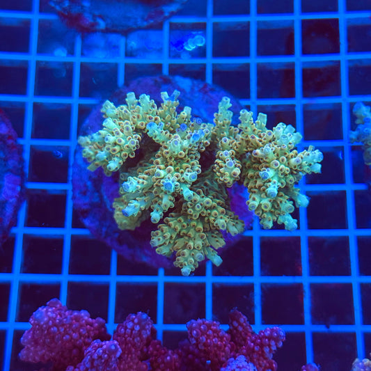 (WYSIWYG) Acro Colony T3B5
