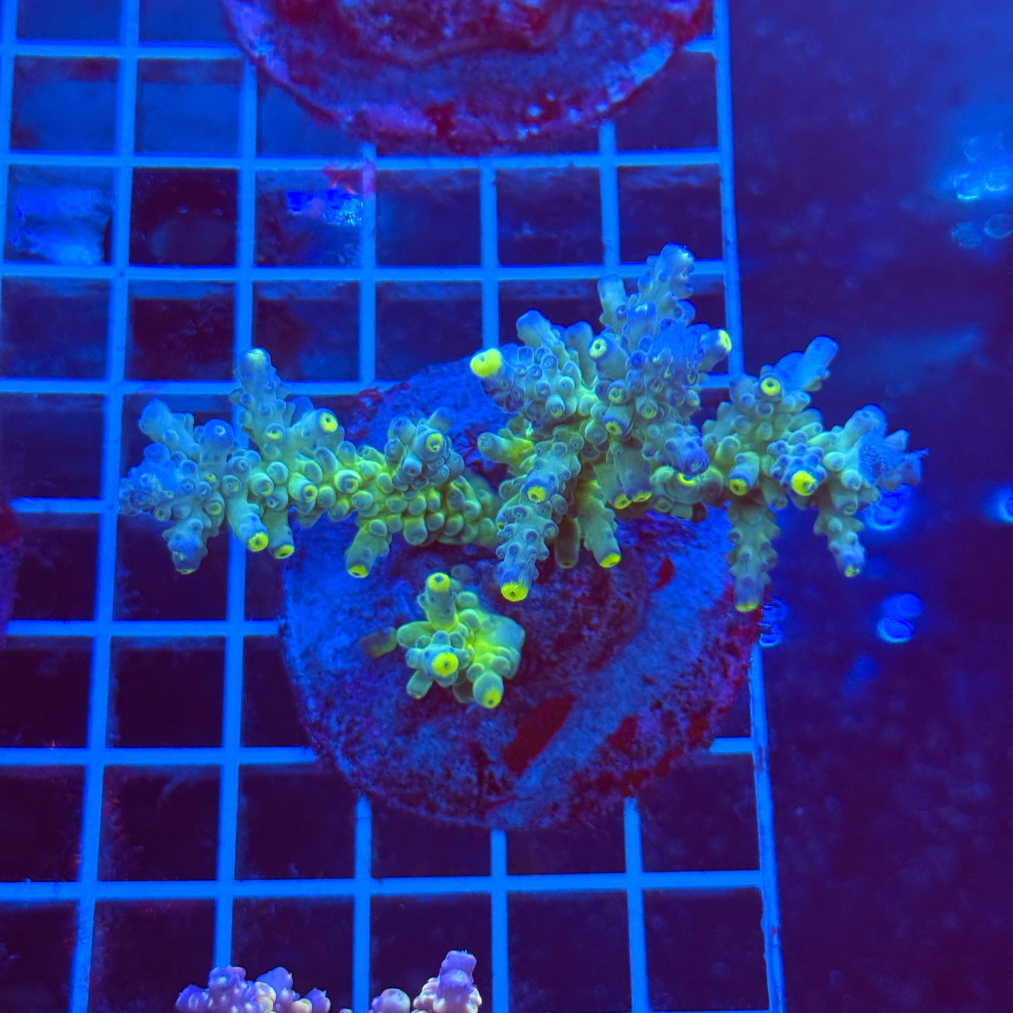 (WYSIWYG) Acro Colony T3B6