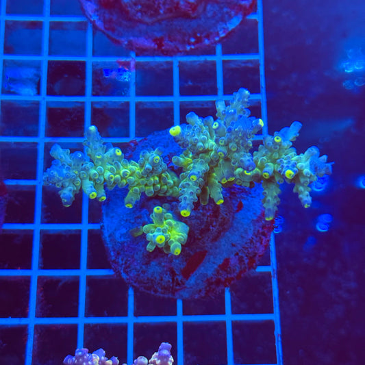 (WYSIWYG) Acro Colony T3B6