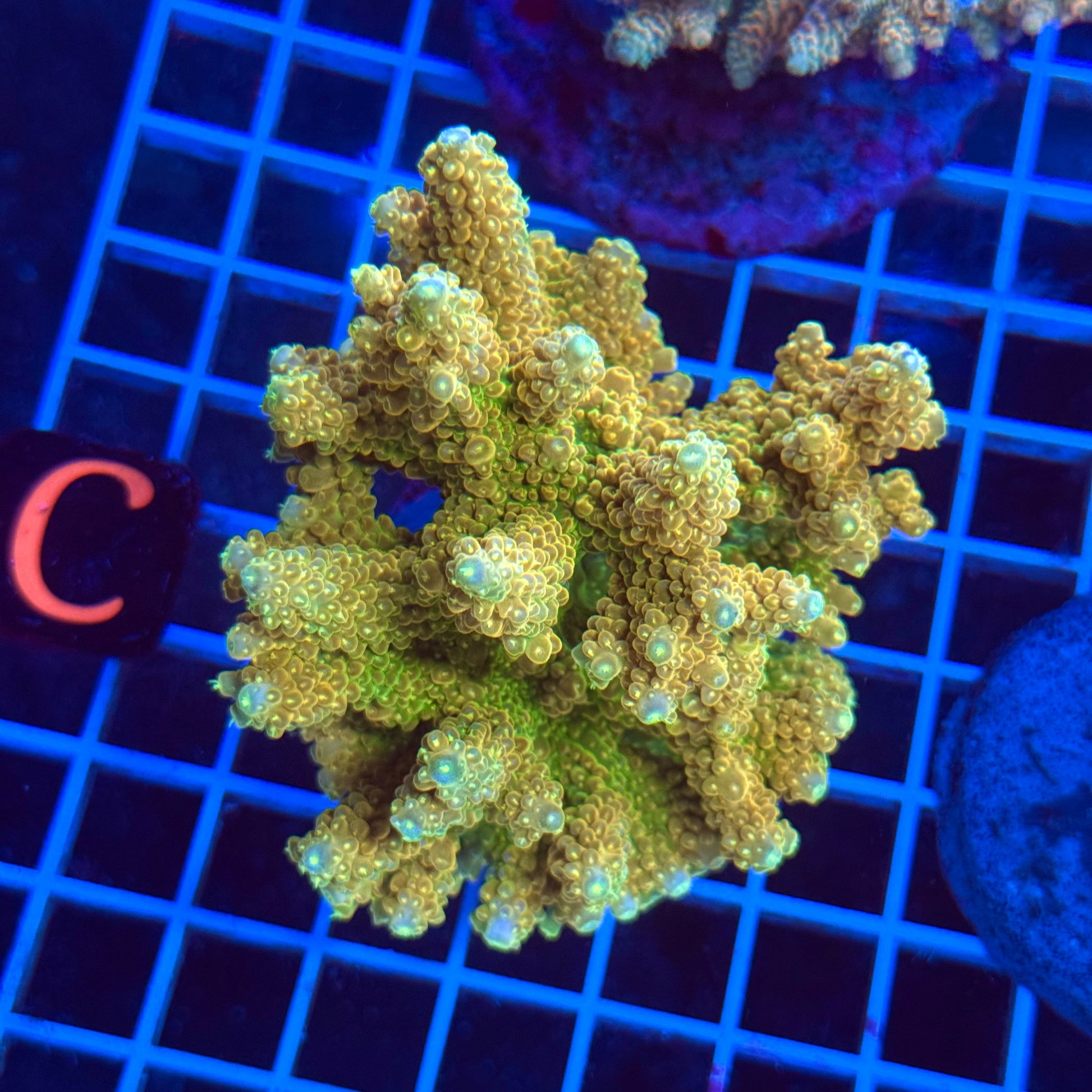 (WYSIWYG) Acro Colony T3C1