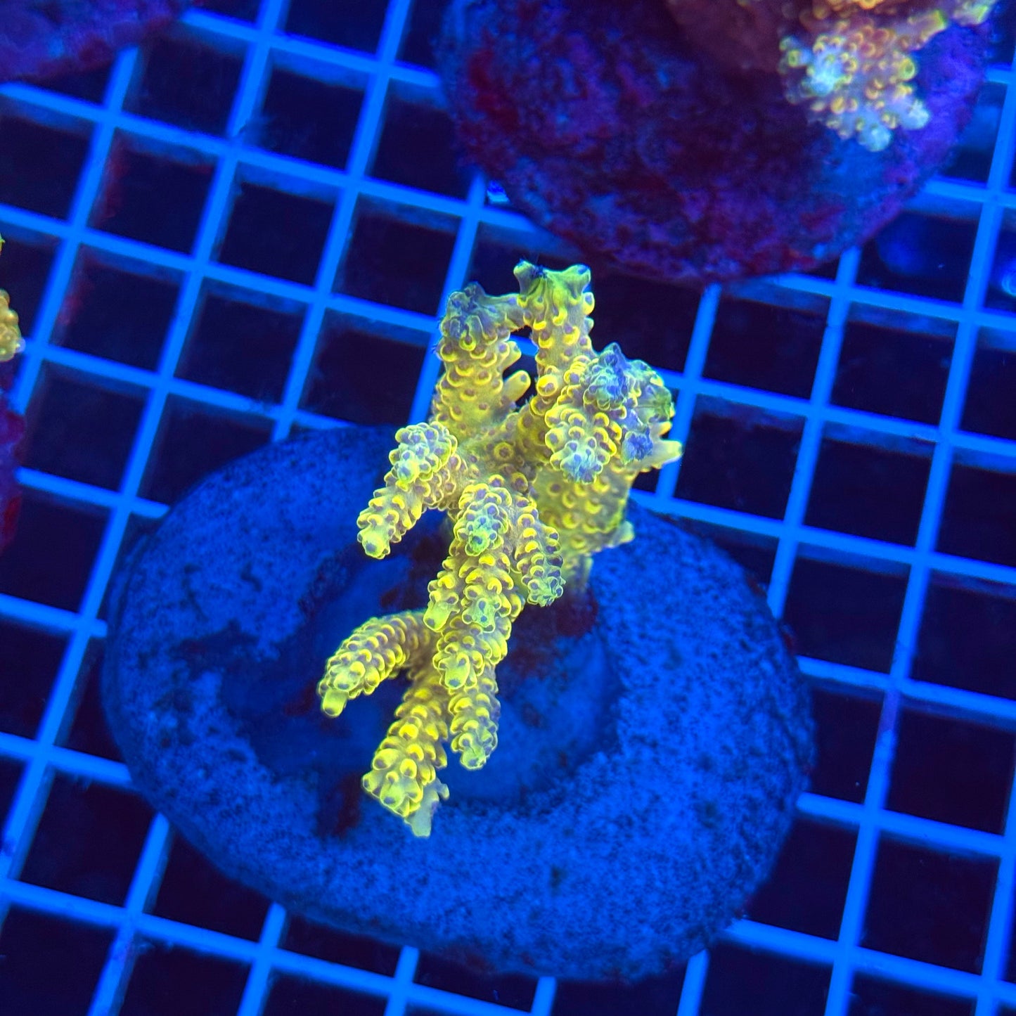 (WYSIWYG) Acro Colony T3C2