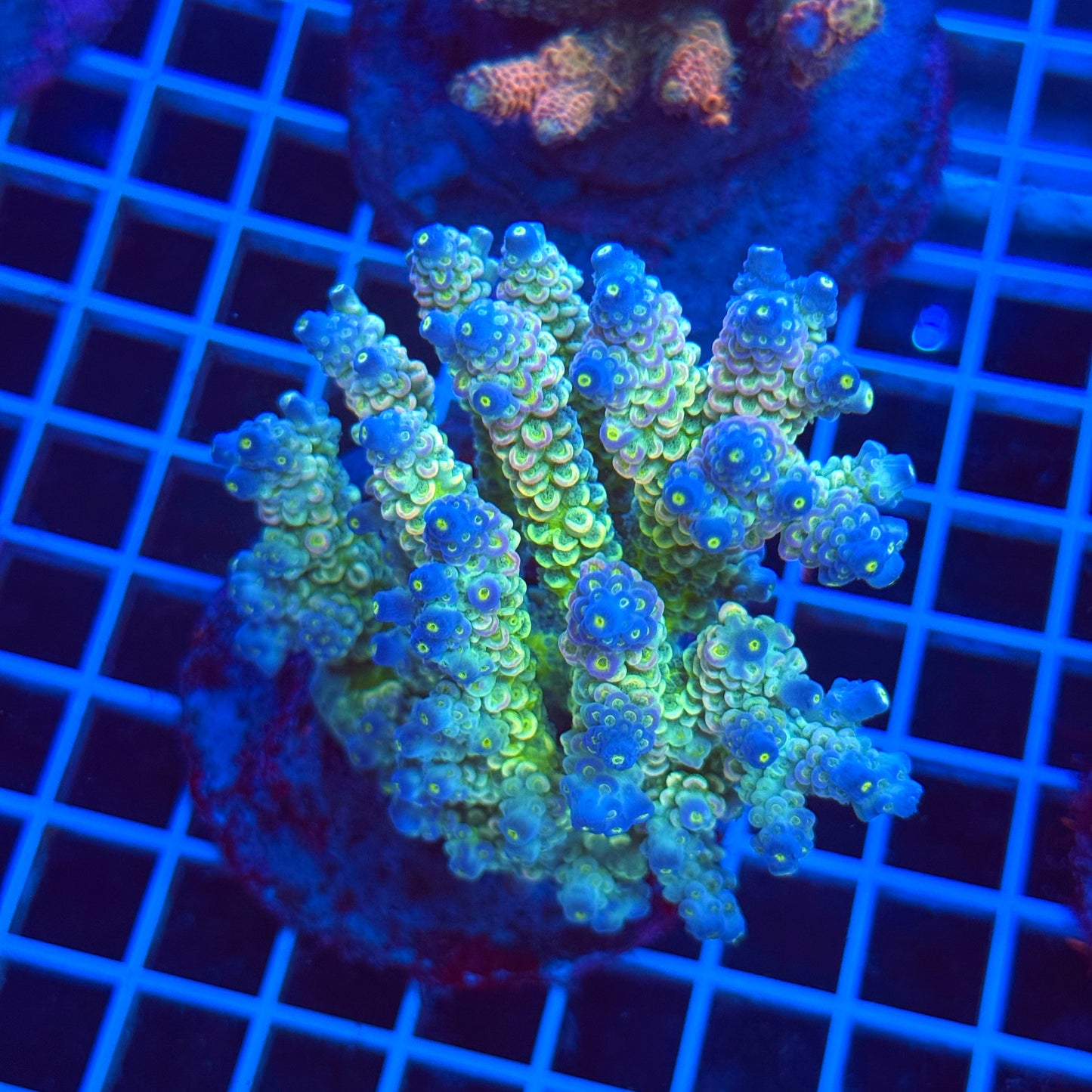 (WYSIWYG) Acro Colony T3C3