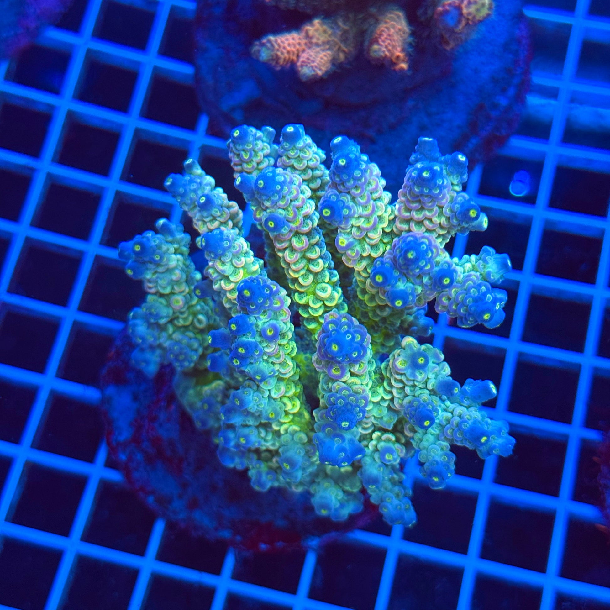 (WYSIWYG) Acro Colony T3C3
