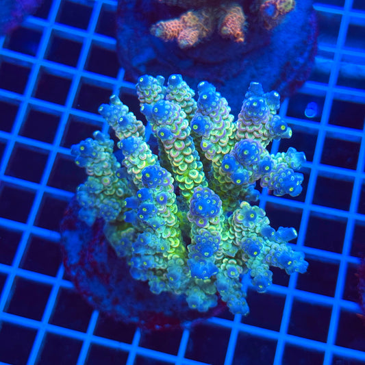 (WYSIWYG) Acro Colony T3C3