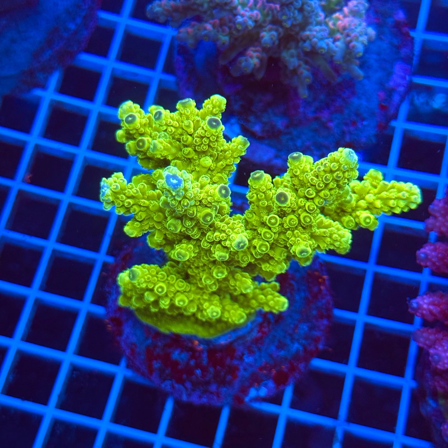 (WYSIWYG) Acro Colony T3C4