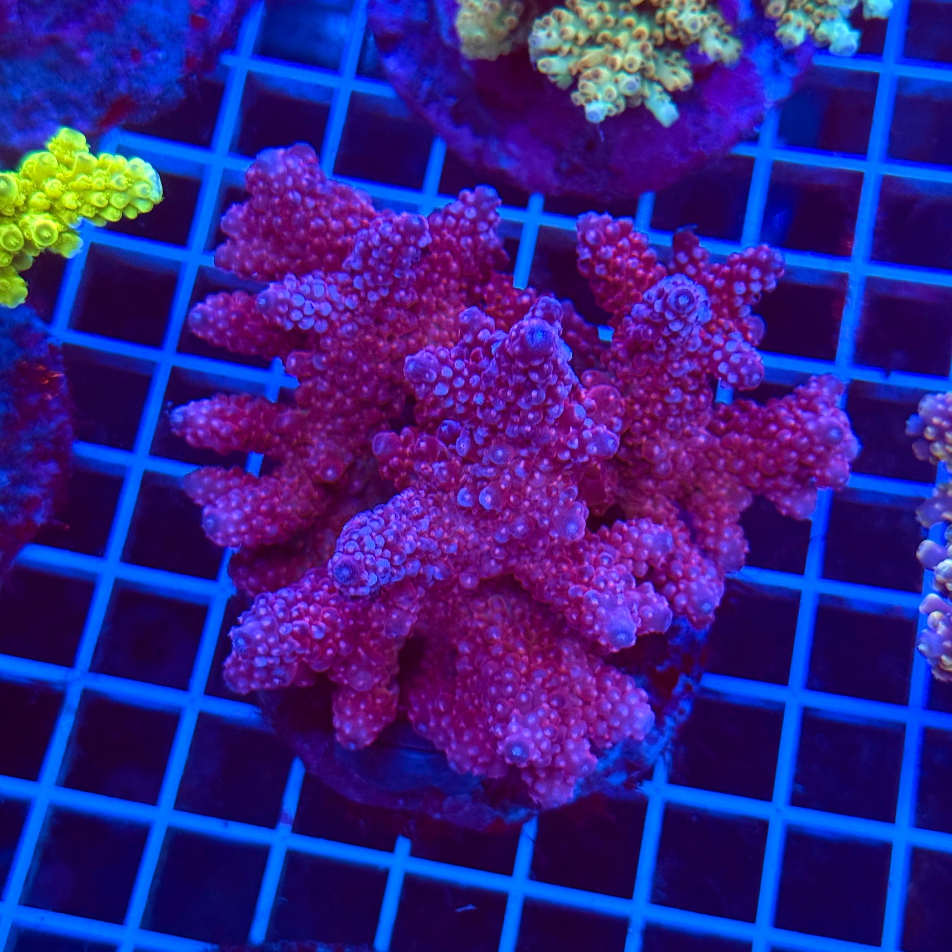 (WYSIWYG) Acro Colony T3C5