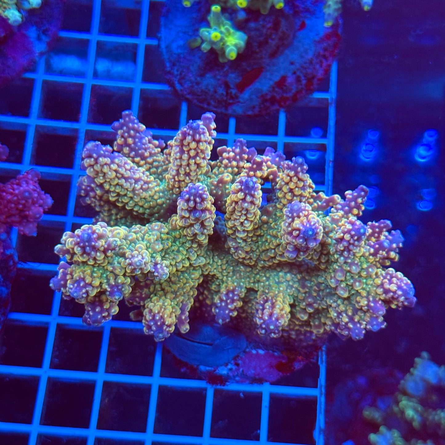 (WYSIWYG) Acro Colony T3C6