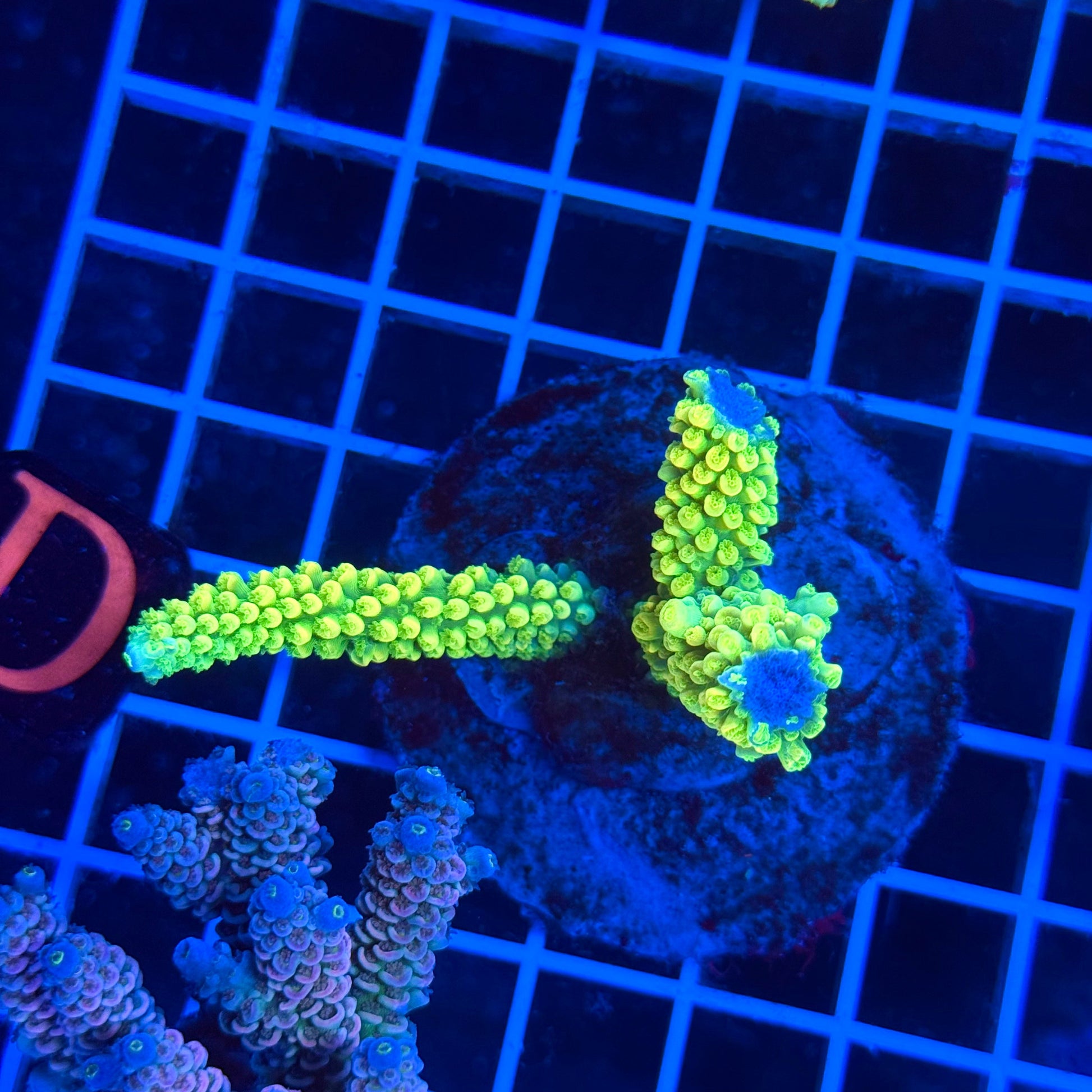(WYSIWYG) Acro Colony T3D1