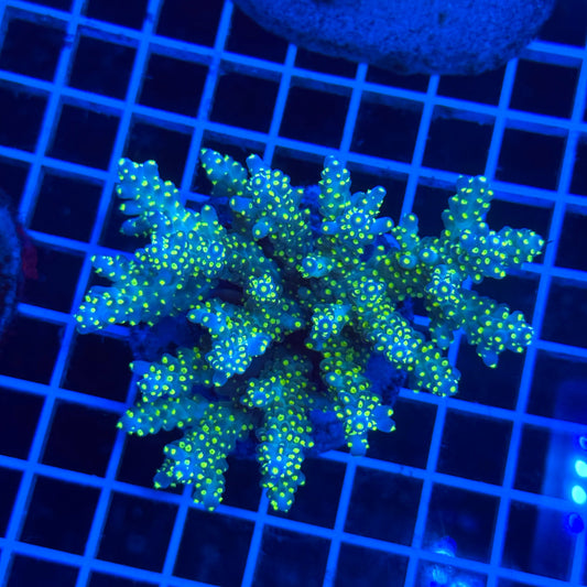 (WYSIWYG) Acro Colony T3D2