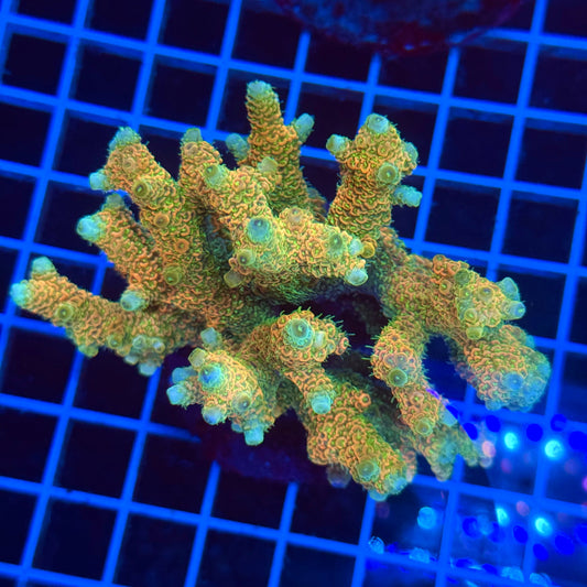 (WYSIWYG) Acro Colony T3D3