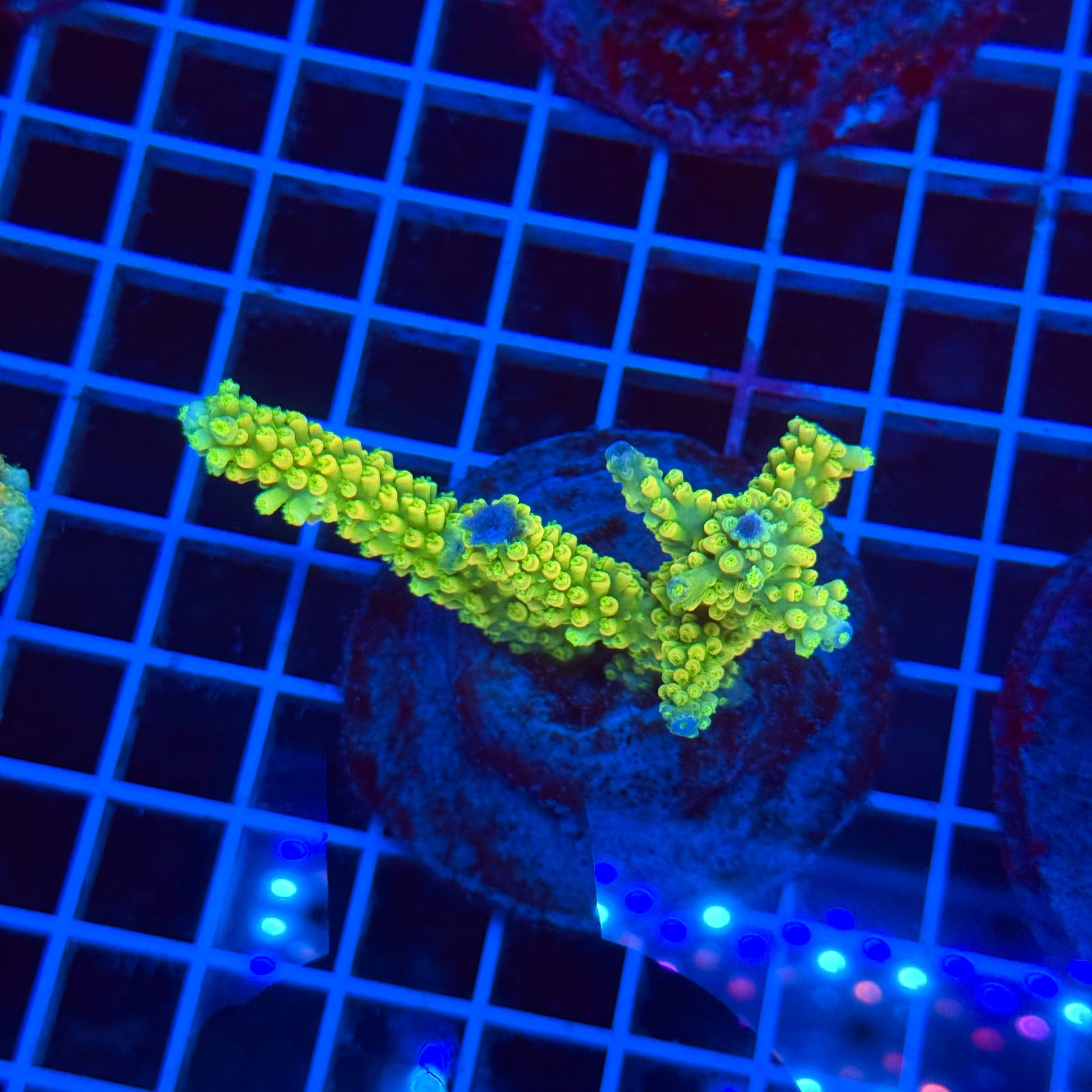 (WYSIWYG) Acro Colony T3D4