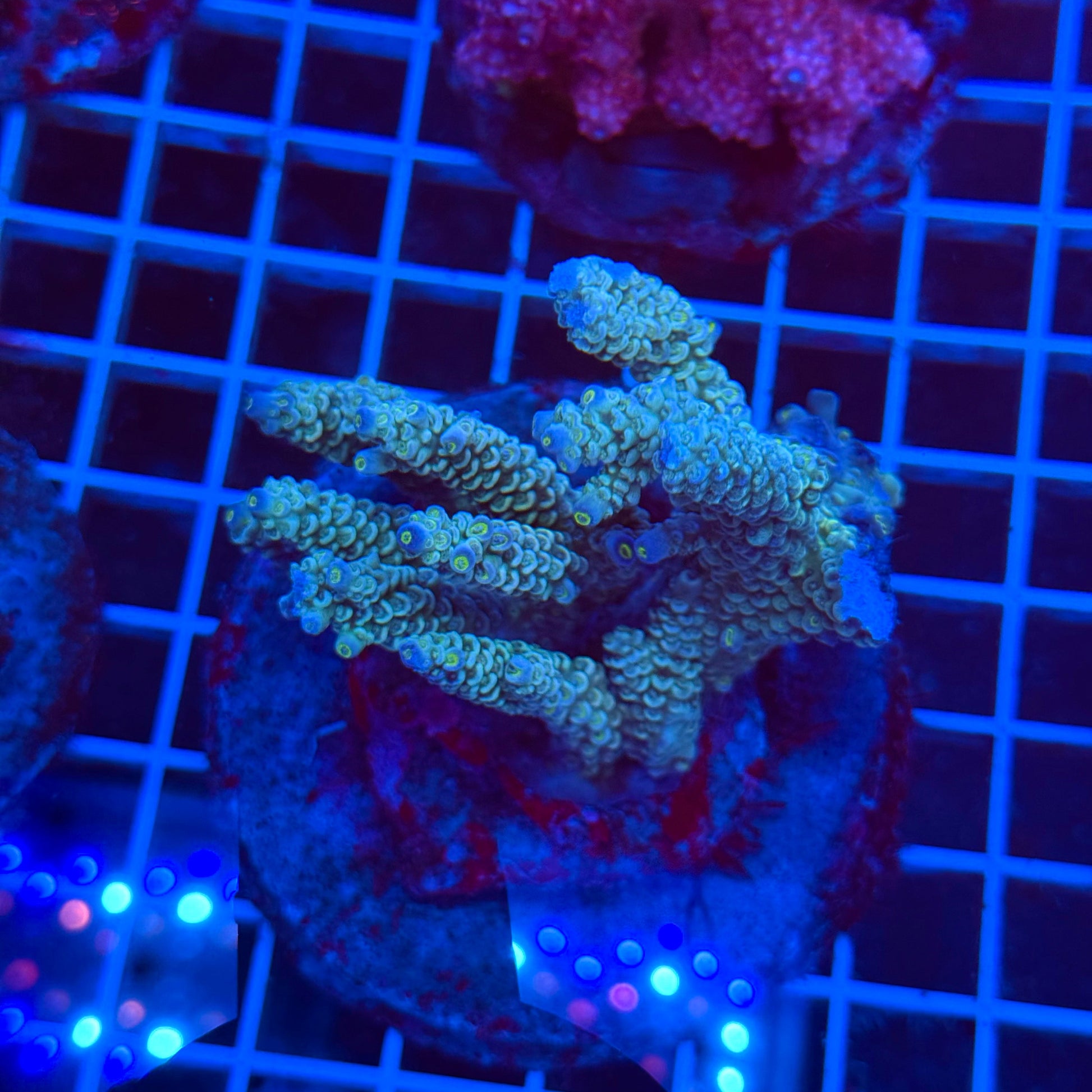(WYSIWYG) Acro Colony T3D5