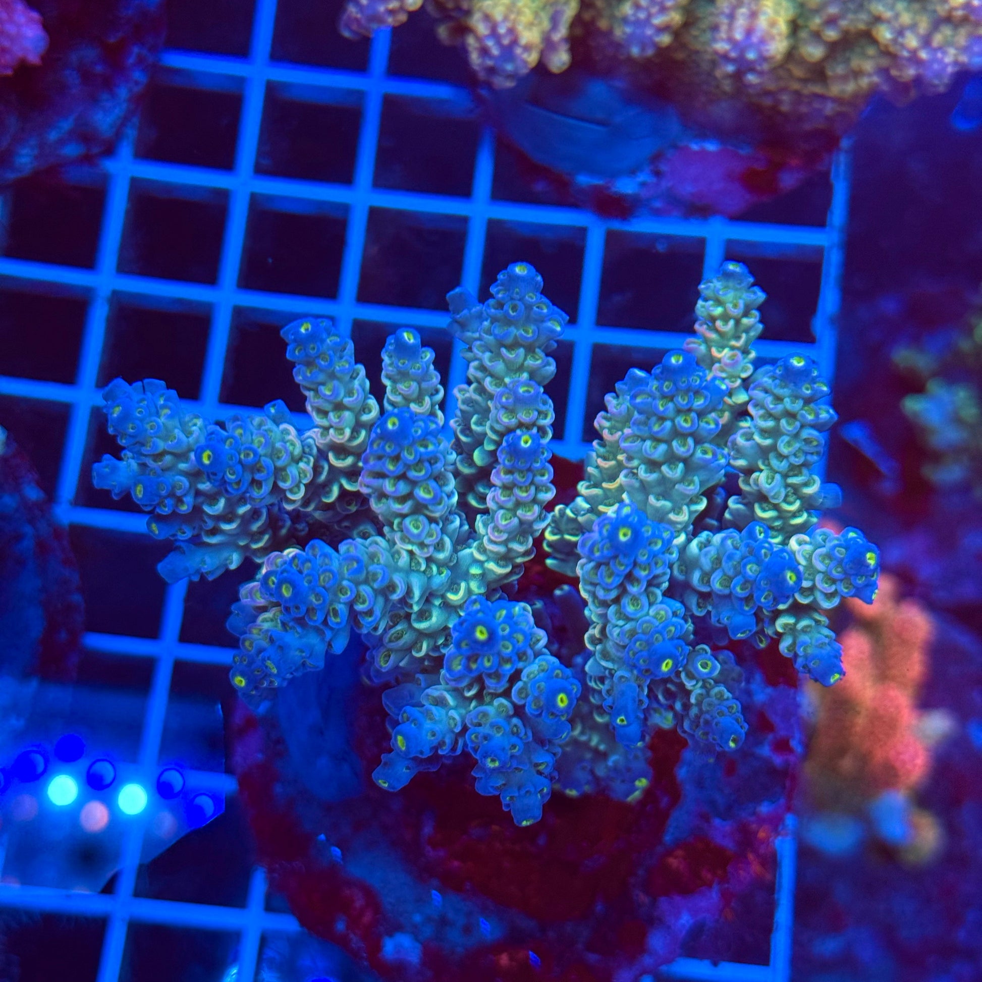 (WYSIWYG) Acro Colony T3D6