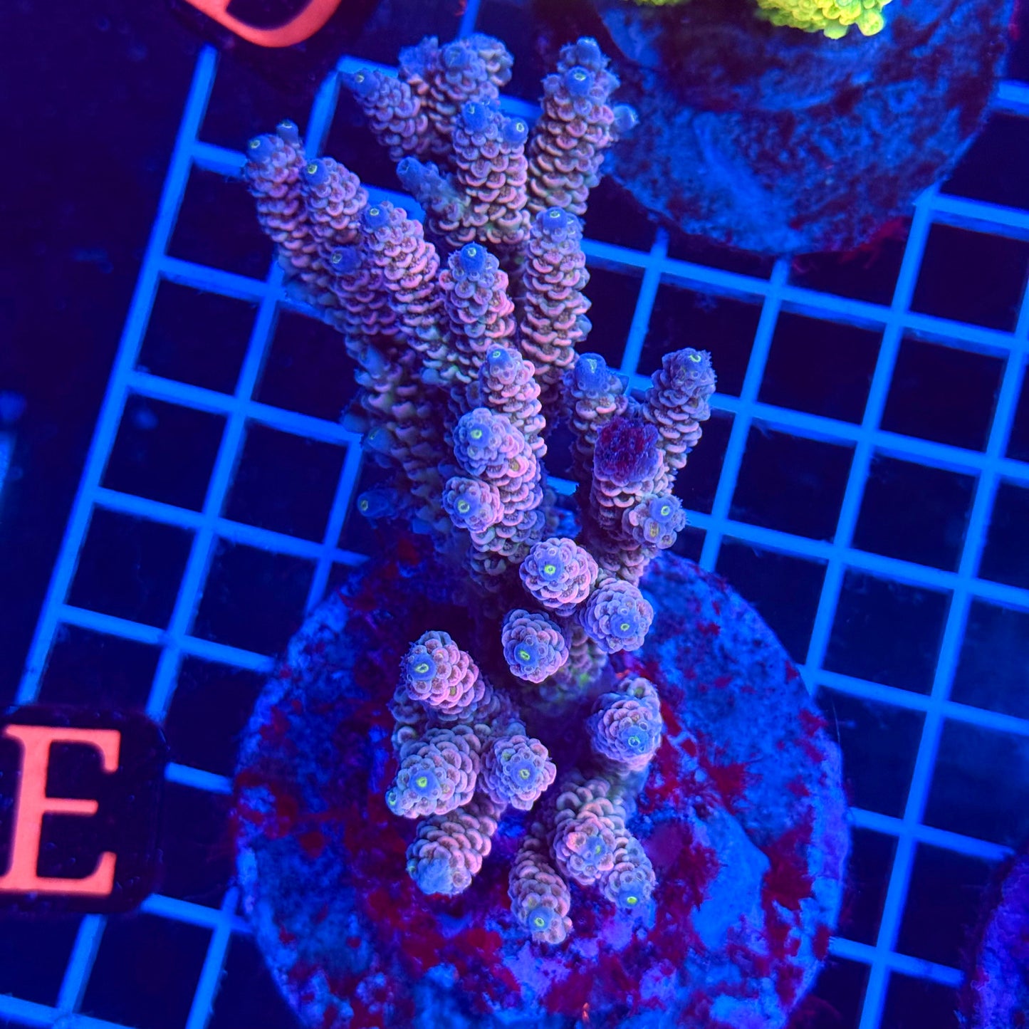 (WYSIWYG) Acro Colony T3E1