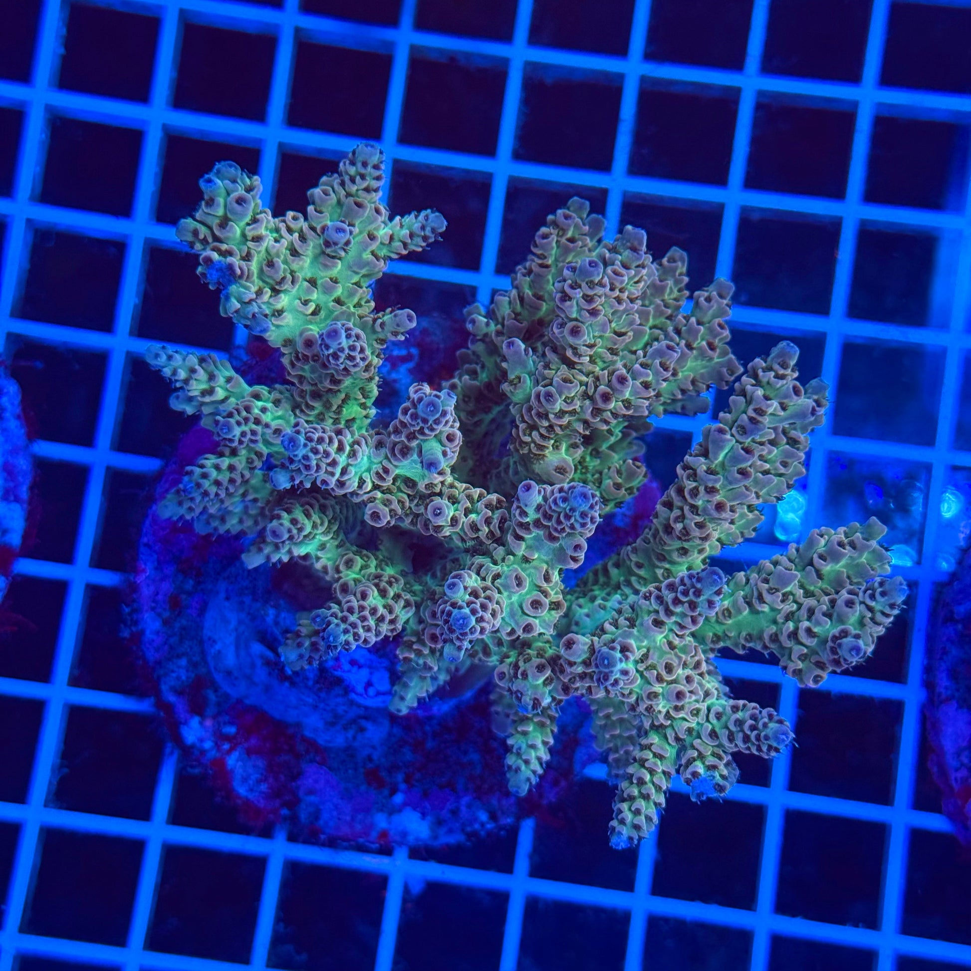 (WYSIWYG) Acro Colony T3E2