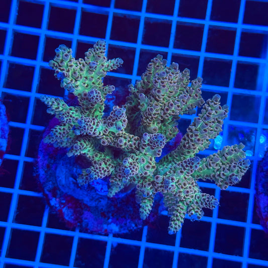 (WYSIWYG) Acro Colony T3E2