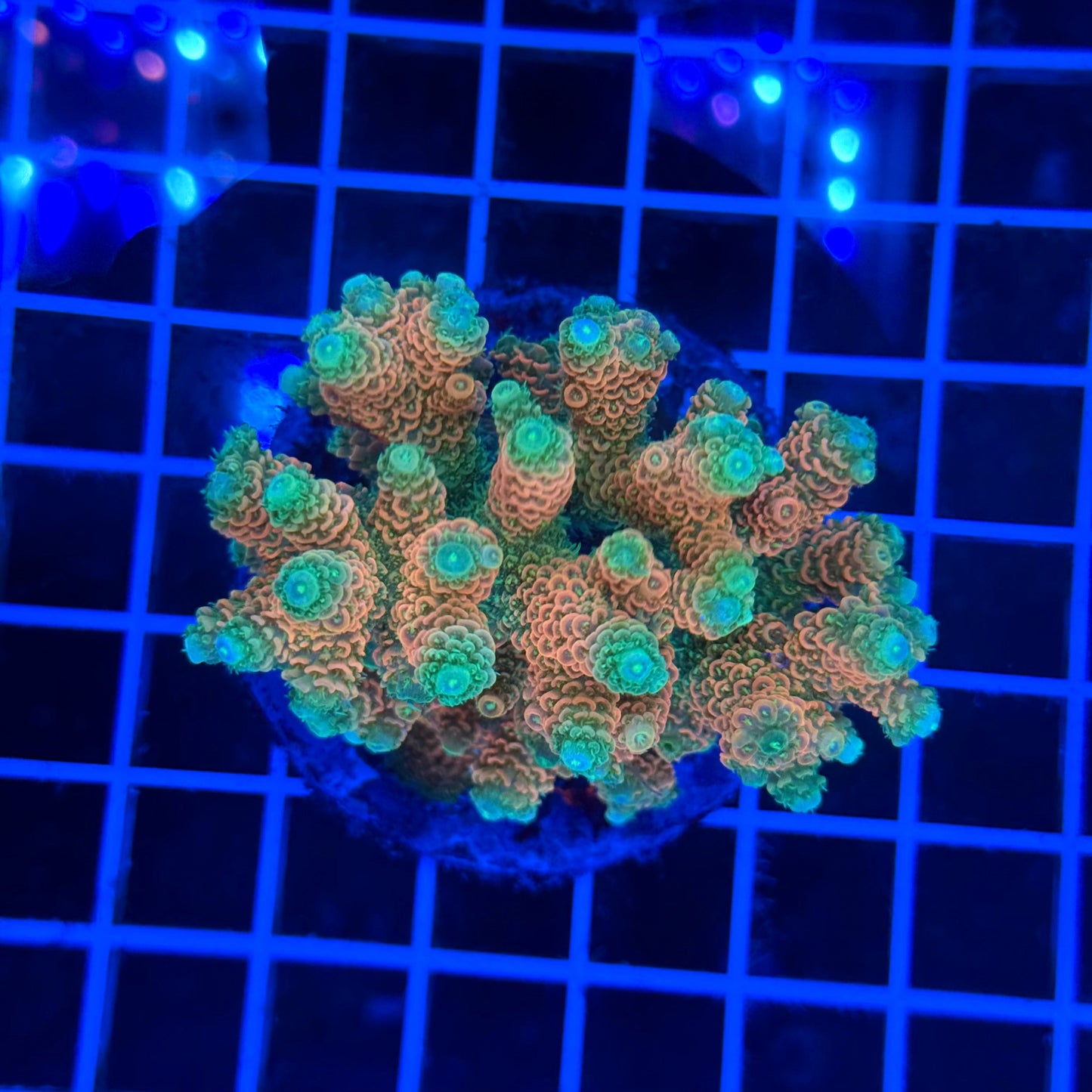 (WYSIWYG) Acro Colony T3E5