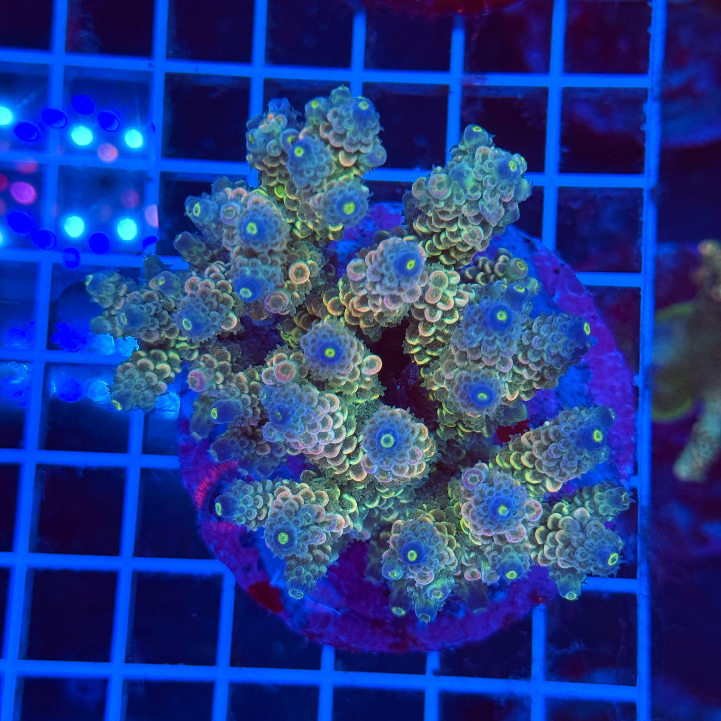 (WYSIWYG) Acro Colony T3E6