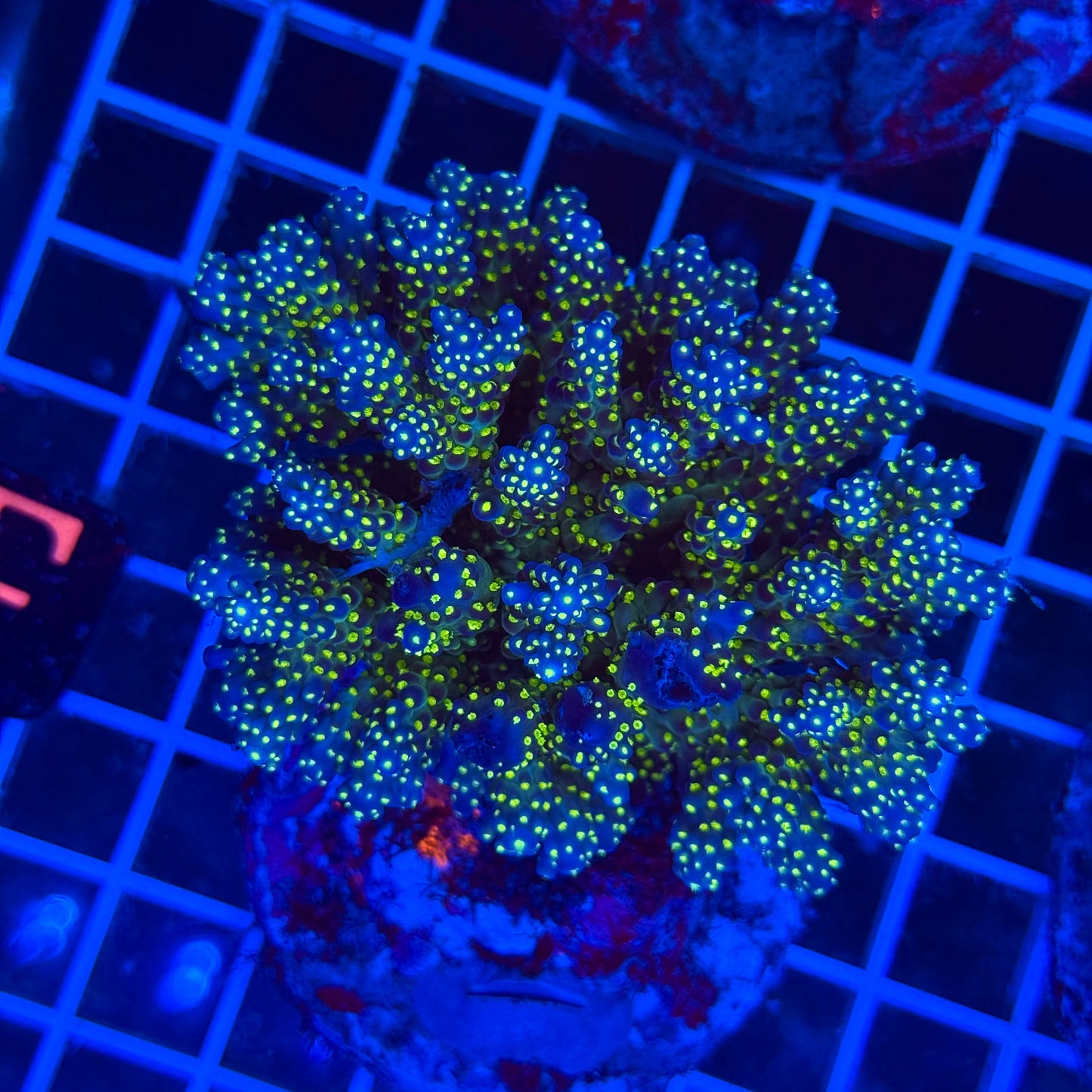 (WYSIWYG) Acro Colony T3F1