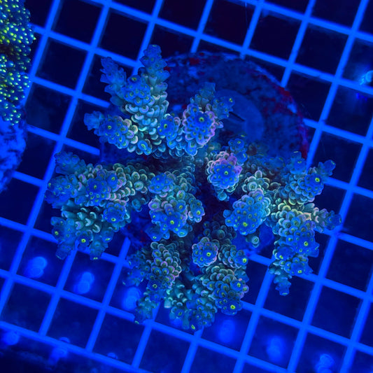 (WYSIWYG) Acro Colony T3F2