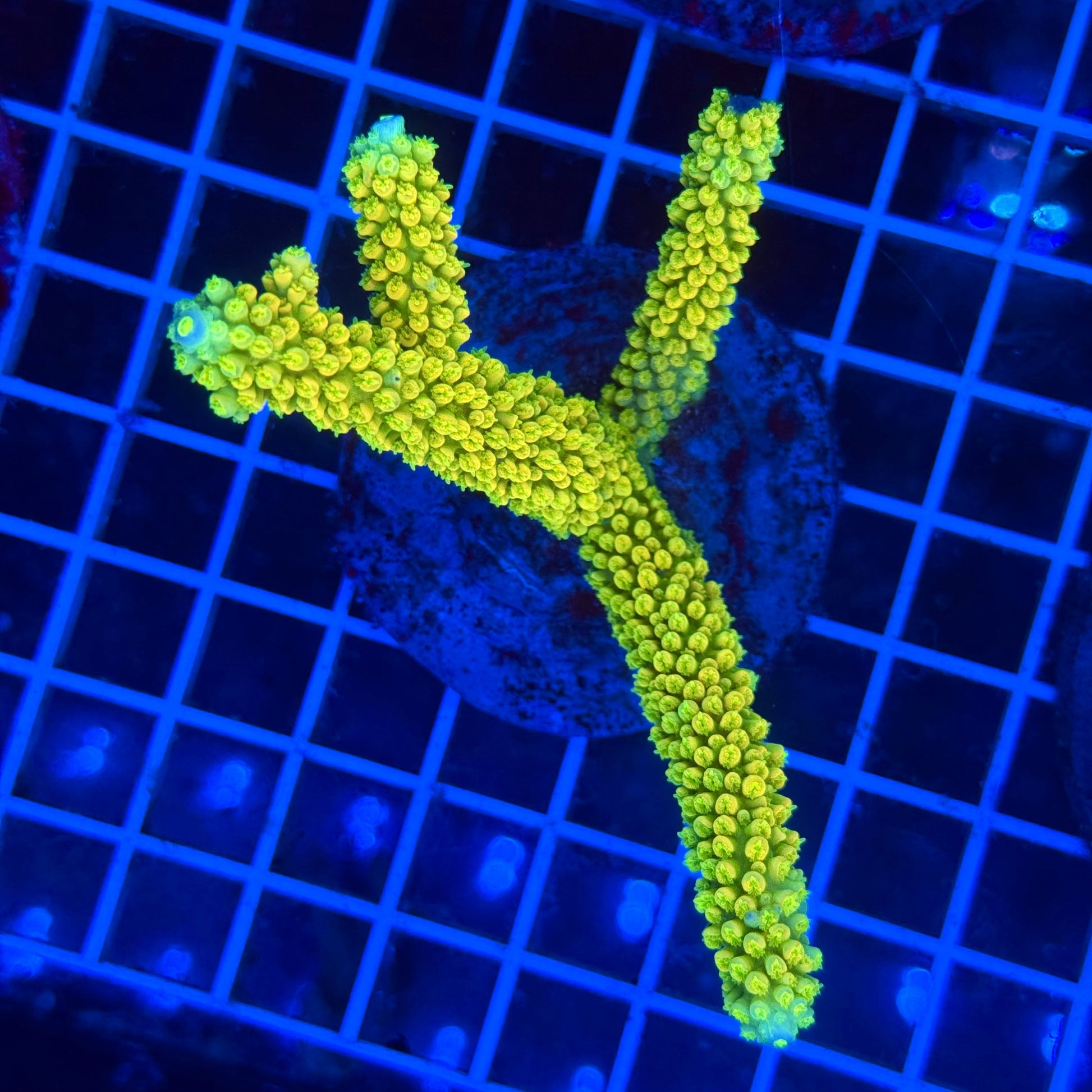 (WYSIWYG) Acro Colony T3F3
