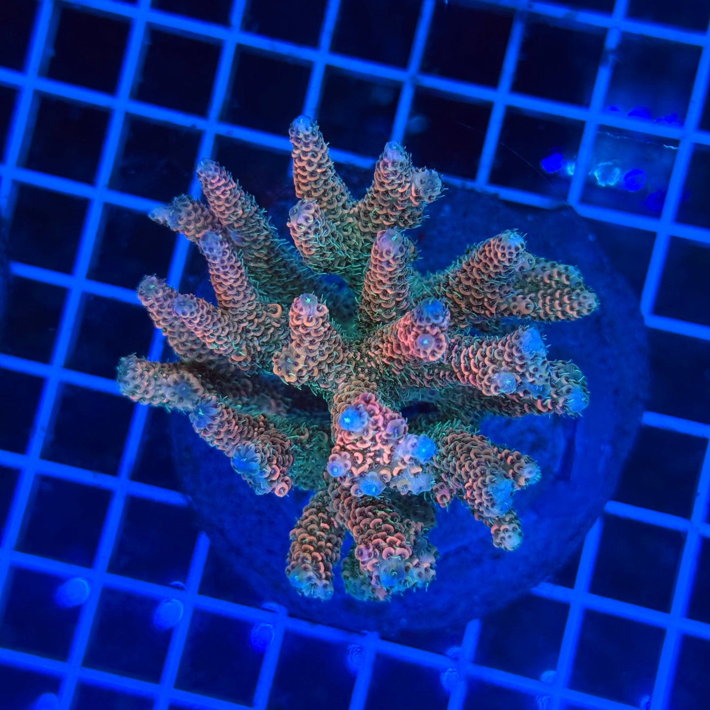 (WYSIWYG) Acro Colony T3F4